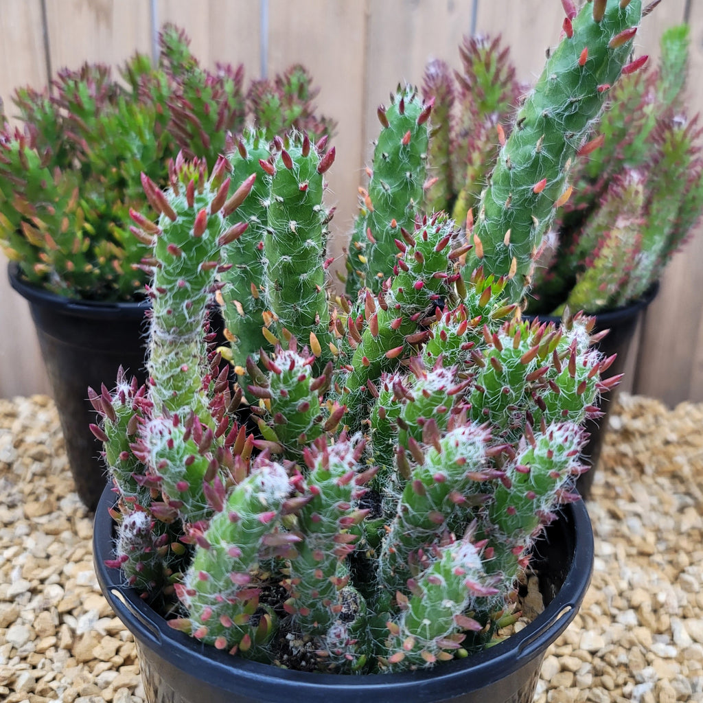 Opuntia Snow Pine Cluster