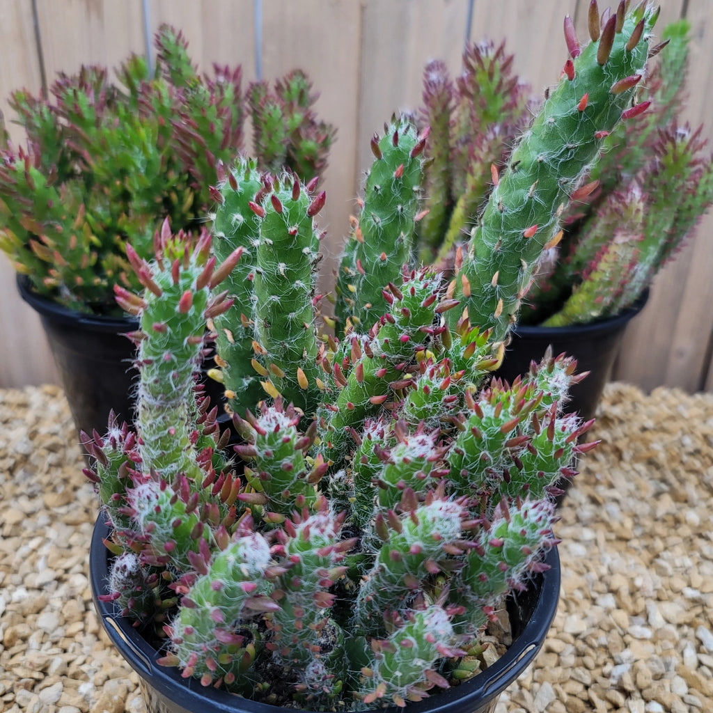 Opuntia Snow Pine Cluster