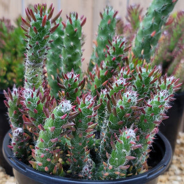 succulents with thorns bud shape leaves Opuntia Snow Pine Cluster