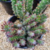 Opuntia Snow Pine Cluster