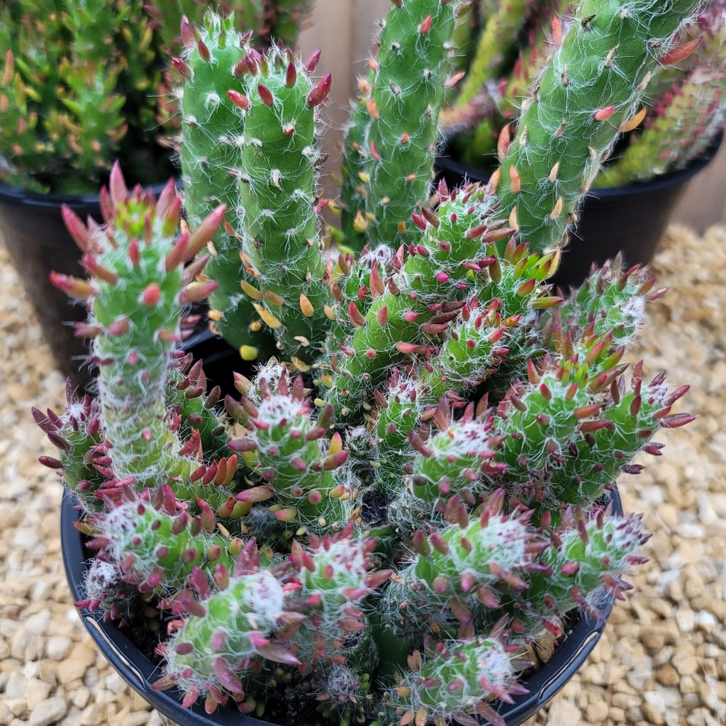 Opuntia Snow Pine Cluster
