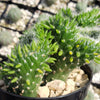 Opuntia subulata cristata Snow Ridge