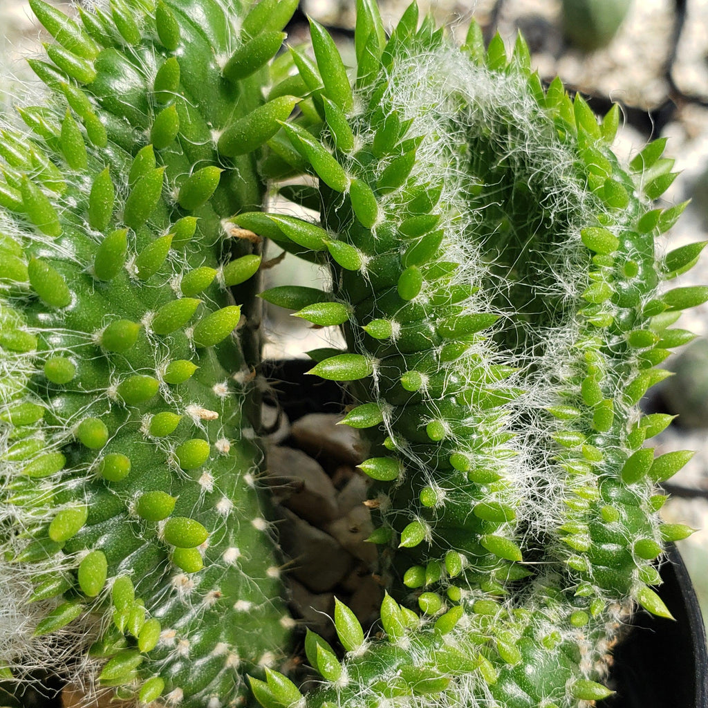 Opuntia subulata cristata Snow Ridge