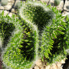 Opuntia subulata cristata Snow Ridge