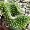 Opuntia subulata cristata Snow Ridge