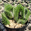 Opuntia subulata cristata Snow Ridge