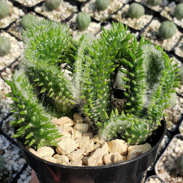 Opuntia subulata cristata Snow Ridge  Planet Desert