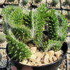 Opuntia subulata cristata Snow Ridge