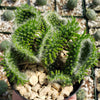 Opuntia subulata cristata Snow Ridge