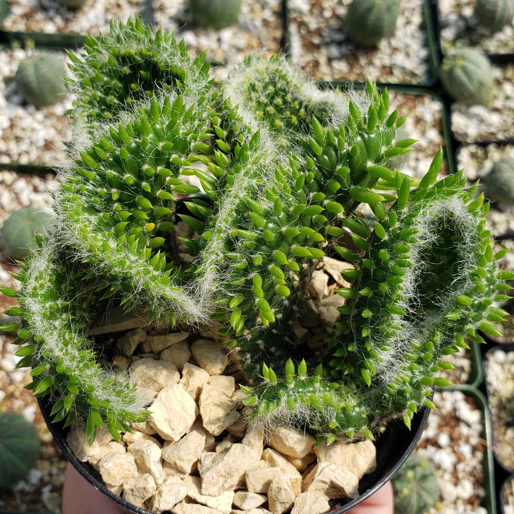 Opuntia subulata cristata Snow Ridge