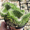 Opuntia subulata cristata Snow Ridge