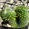 Opuntia subulata cristata Snow Ridge