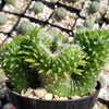 Opuntia subulata cristata Snow Ridge