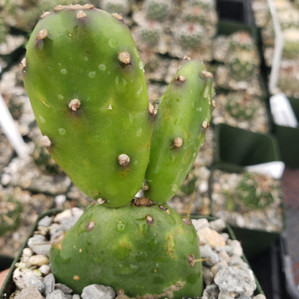 Opuntia canterae elata