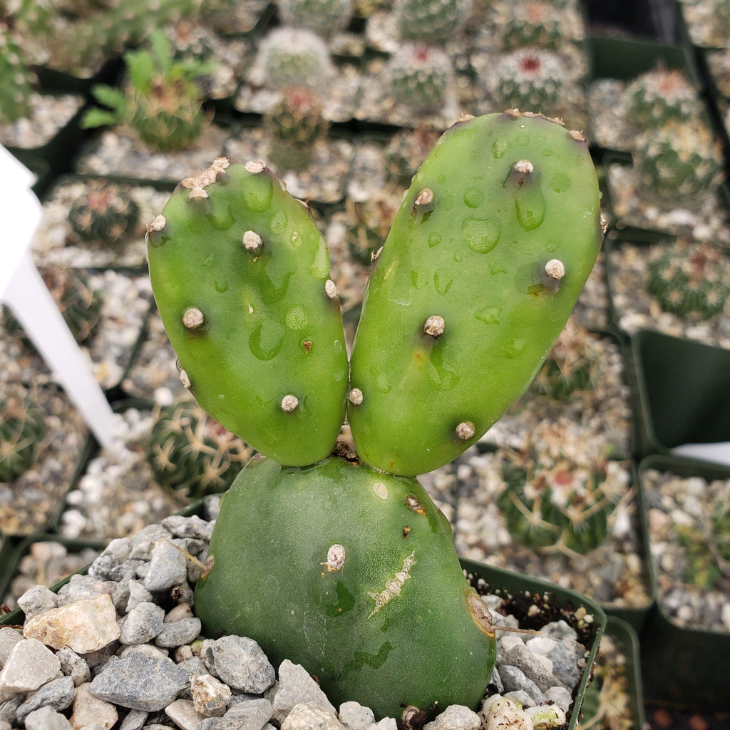 Opuntia canterae elata