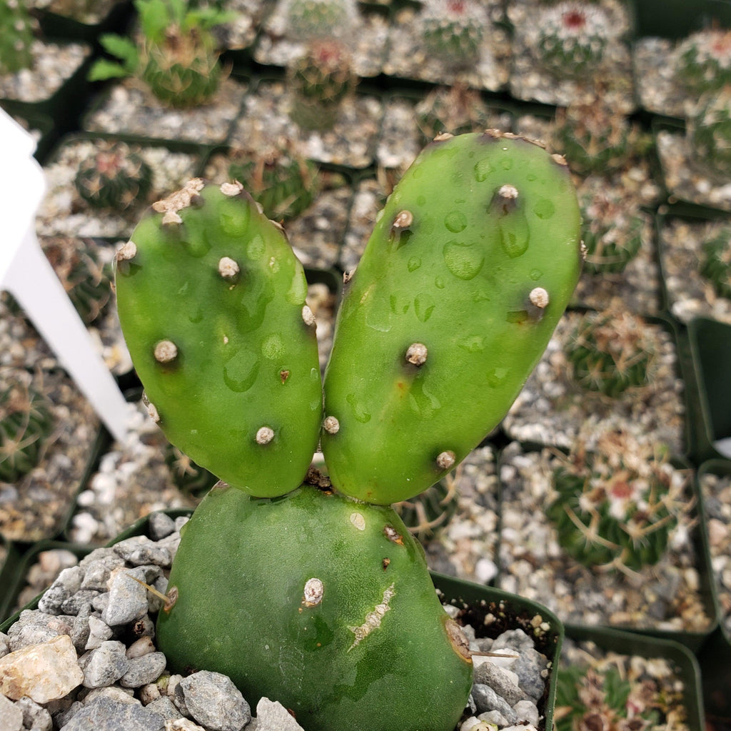 Opuntia canterae elata