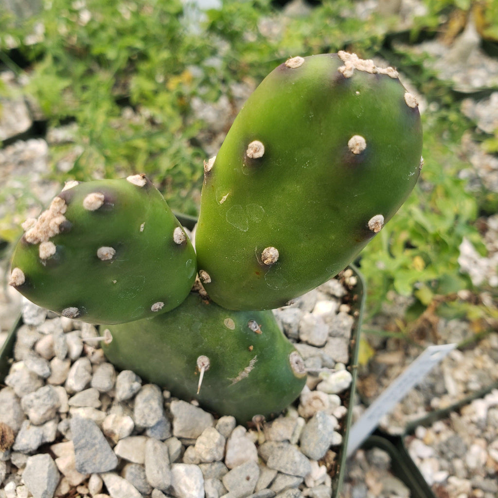 Opuntia canterae elata