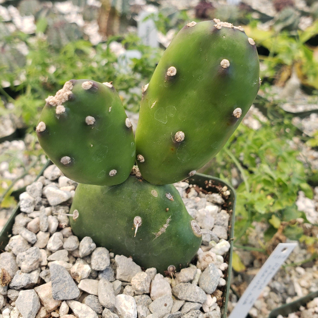 Opuntia canterae elata