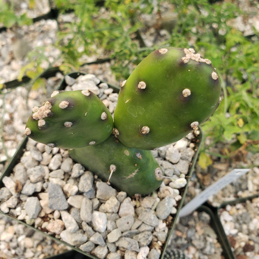 Opuntia canterae elata