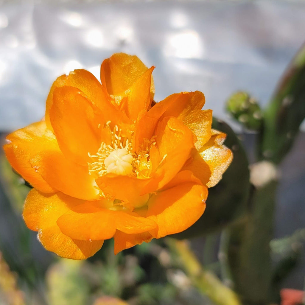 Opuntia canterae elata