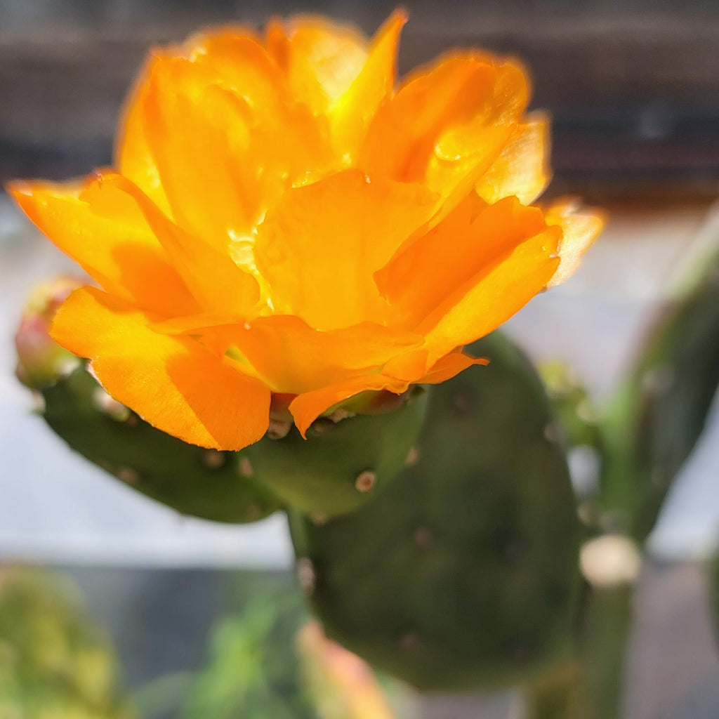 Opuntia canterae elata