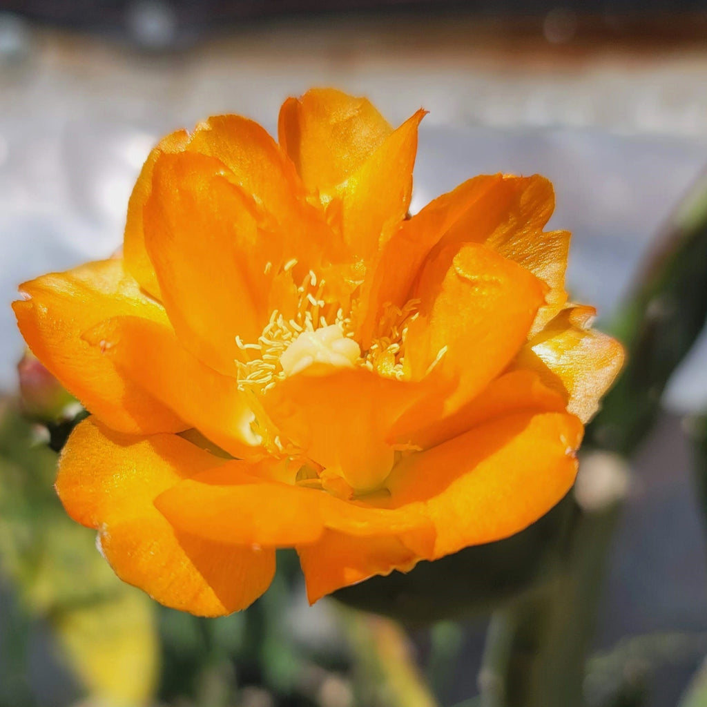 Opuntia canterae elata