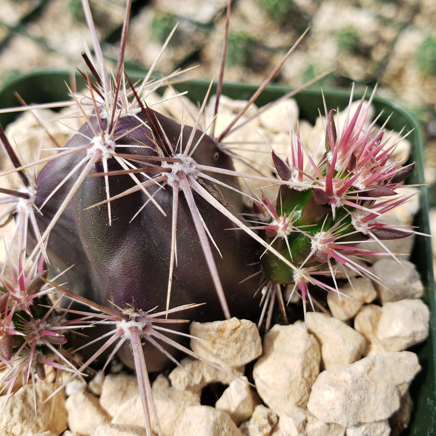 Opuntia invicta