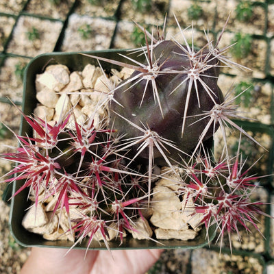 Opuntia invicta