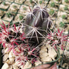 Opuntia invicta