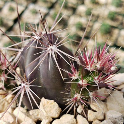 Opuntia invicta