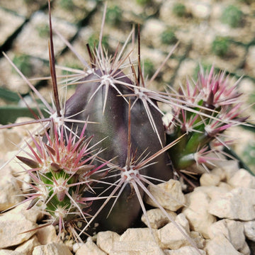 Opuntia invicta Baja California Cactus | Planet Desert