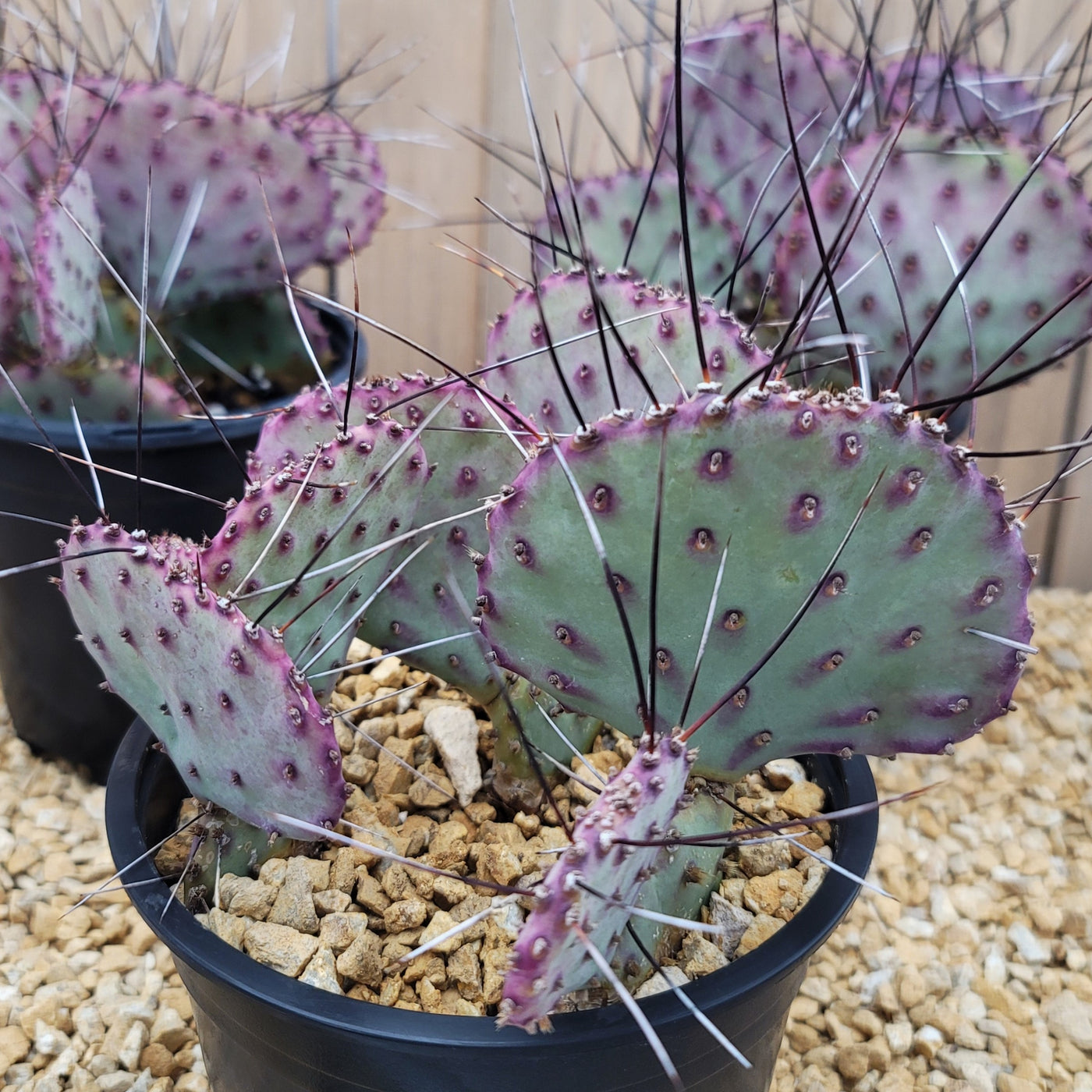blooming purple prickly pear cactus Opuntia macrocentra Large Cluster – Planet Desert