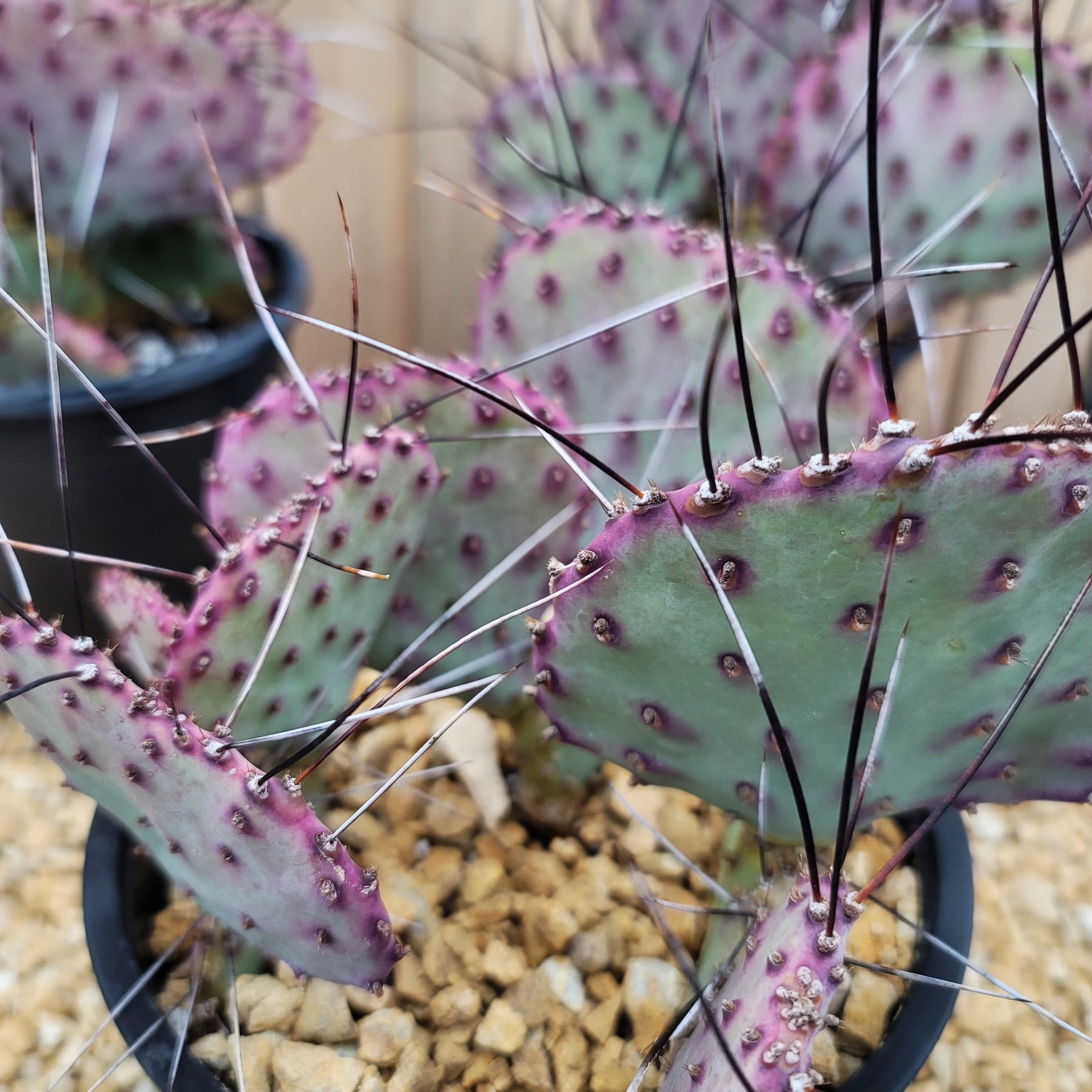 purple prickly pear cactus plant Opuntia macrocentra Large Cluster – Planet Desert