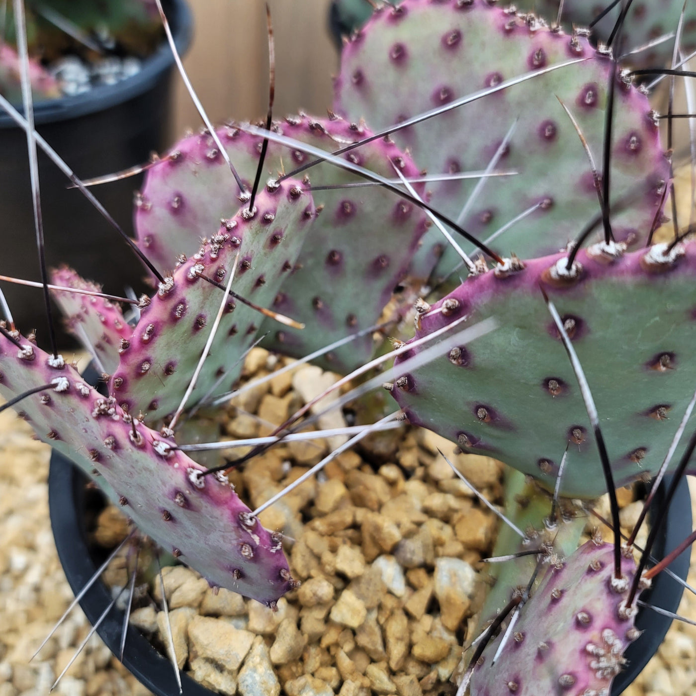Opuntia macrocentra Large Cluster