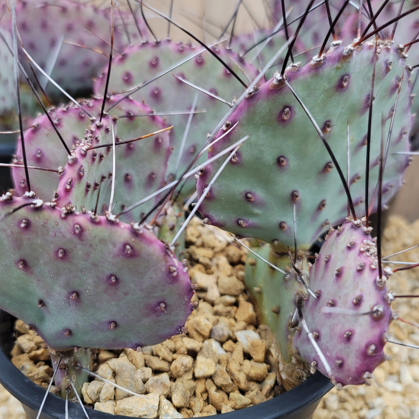 large prickly pear cactus Opuntia macrocentra Large Cluster – Planet Desert