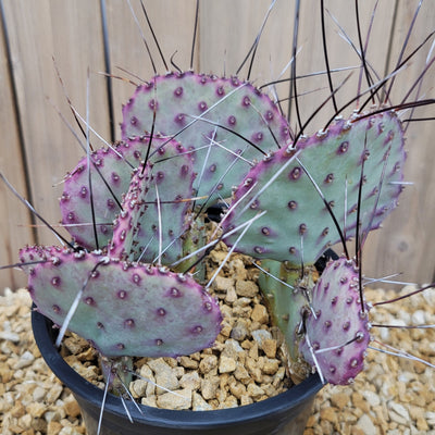 Opuntia macrocentra Large Cluster