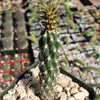 Opuntia parryi serpentina