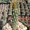 Opuntia parryi serpentina