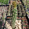 Opuntia parryi serpentina