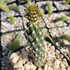 Opuntia parryi serpentina