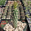 Opuntia parryi serpentina