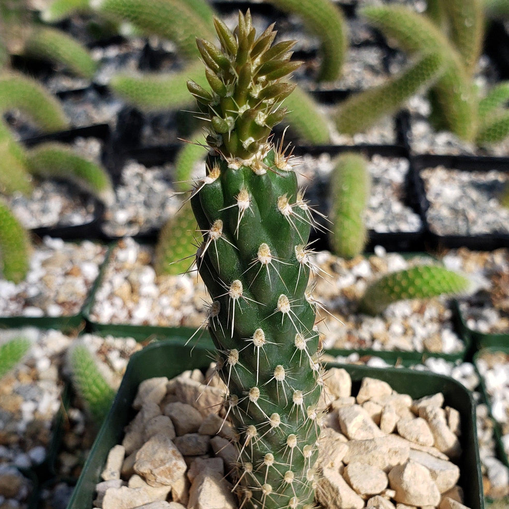 Opuntia parryi serpentina