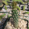 Opuntia parryi serpentina