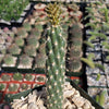 Opuntia parryi serpentina