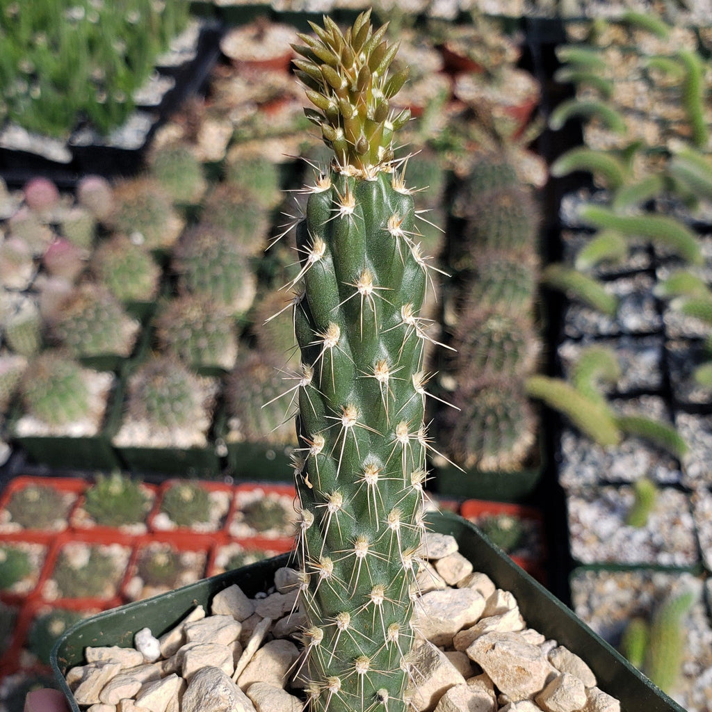 Opuntia parryi serpentina