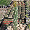 Opuntia parryi serpentina