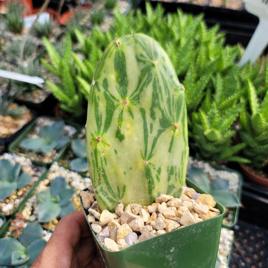 Opuntia Star Dust small