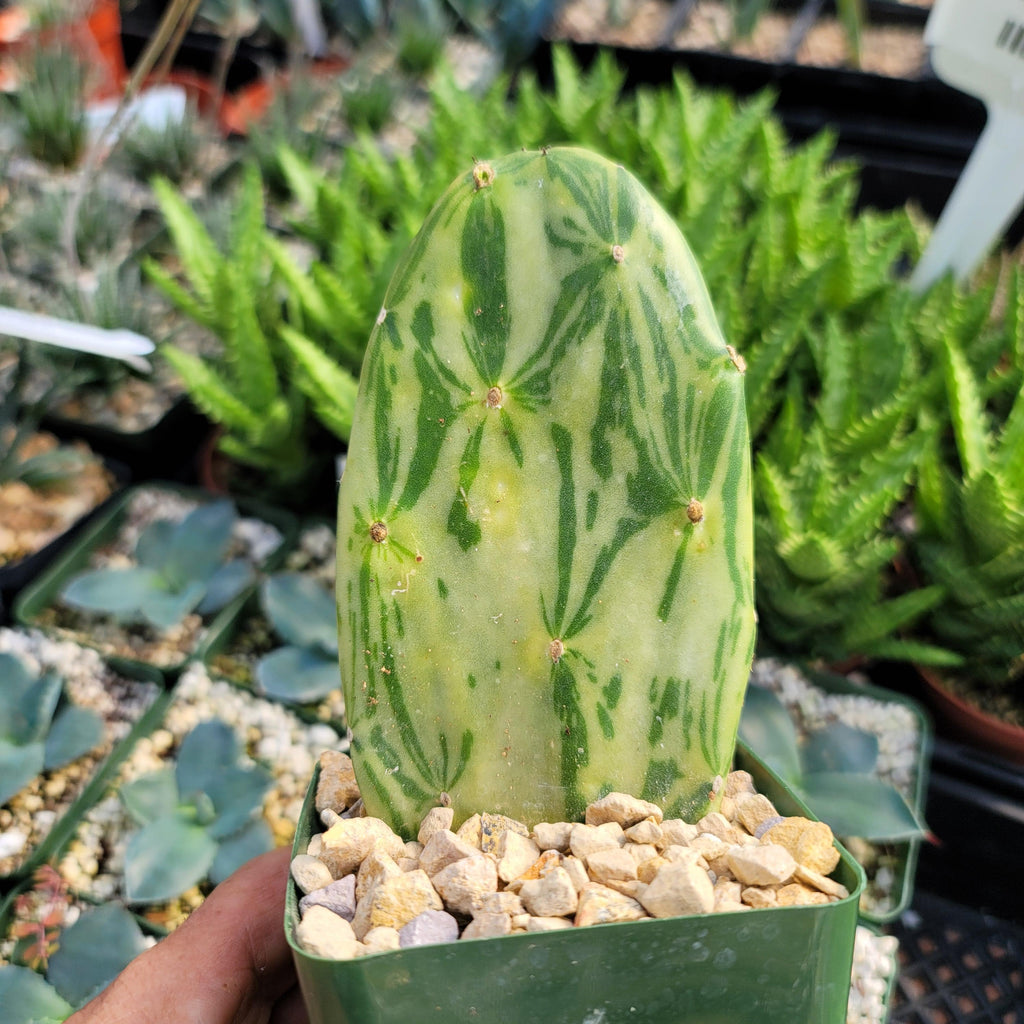 Opuntia Star Dust small