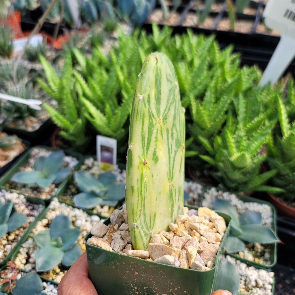 Opuntia Star Dust small