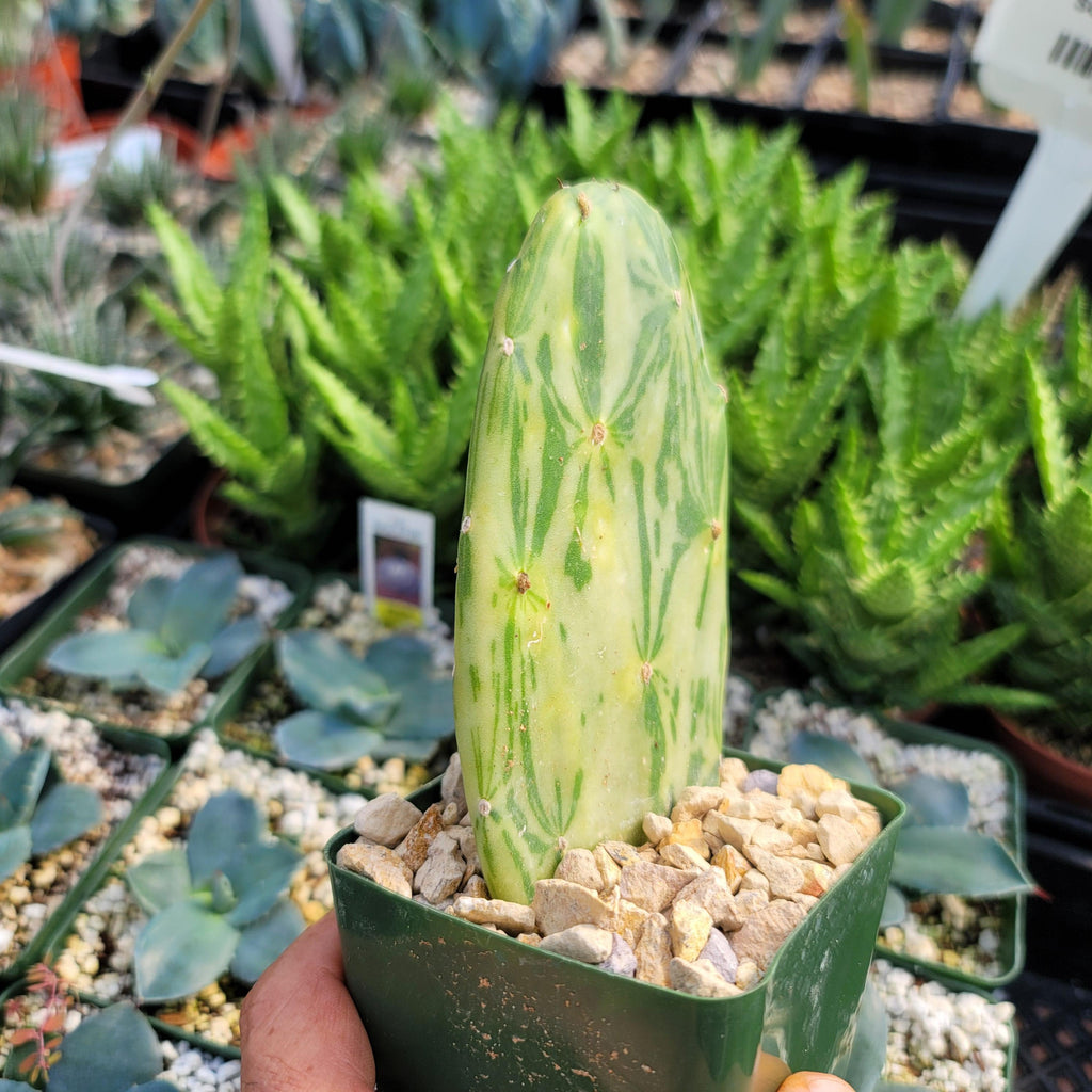 Opuntia Star Dust small